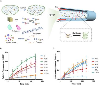 O2-Tuned Protein Synthesis Machinery in Escherichia coli-Based Cell-Free System